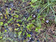Ipomoea sagittifolia