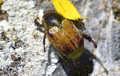 Hoplia
