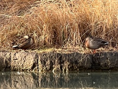 Anas platyrhynchos × zonorhyncha