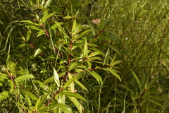 Tasmannia stipitata