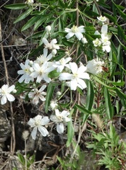 Clematis hexapetala