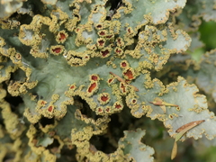 Yarrumia colensoi