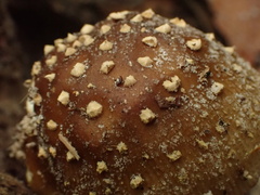Amanita sychnopyramis