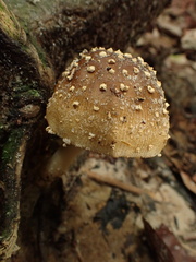 Amanita sychnopyramis