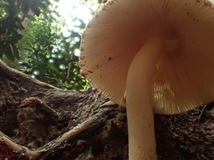 Amanita sychnopyramis