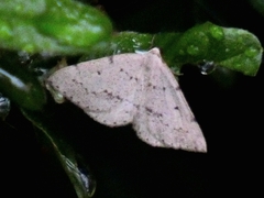 Taxeotis oraula