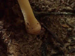 Amanita sychnopyramis