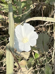 Ipomoea obscura