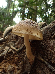 Amanita sychnopyramis