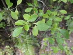 Coprosma foetidissima