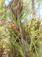Dracophyllum longifolium