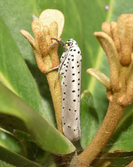 Yponomeuta fumigatus