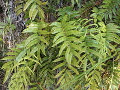 Blechnum montanum