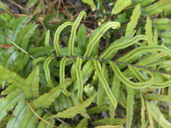 Blechnum montanum