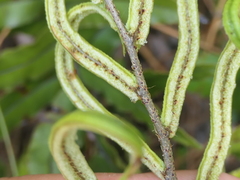 Blechnum montanum