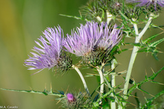 Galactites tomentosus