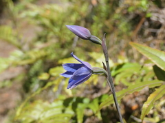 Thelymitra cyanea