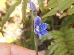 Thelymitra cyanea