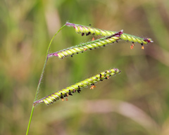 Urochloa eminii