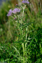 Galactites tomentosus