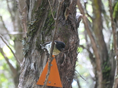 Petroica macrocephala macrocephala