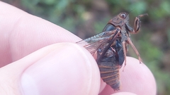 Birrima varians