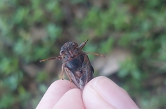 Birrima varians