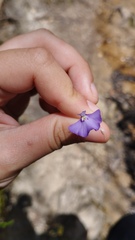Utricularia uniflora