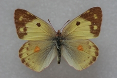 Colias poliographus