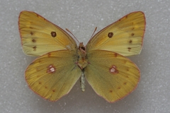 Colias poliographus