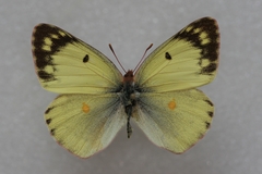 Colias poliographus