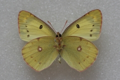 Colias poliographus