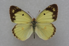 Colias poliographus
