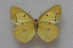 Colias poliographus