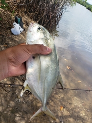 Caranx caninus