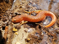 Pseudotriton ruber ruber