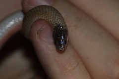 Tantilla hobartsmithi