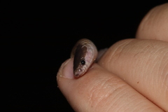 Tantilla hobartsmithi