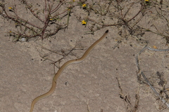 Tantilla hobartsmithi