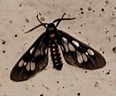 Eressa confinis