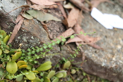 Asplenium flabellifolium