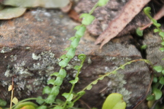 Asplenium flabellifolium