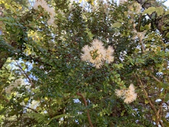 Metrosideros perforata