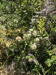 Metrosideros perforata