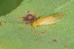 Caeciliusidae