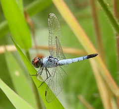 Brachydiplax denticauda