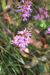 Stylidium lineare