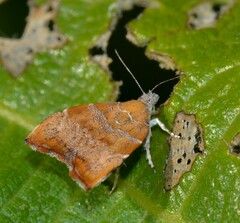 Choreutis nemorana