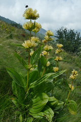 Gentiana burseri