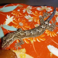 Lepidodactylus lugubris